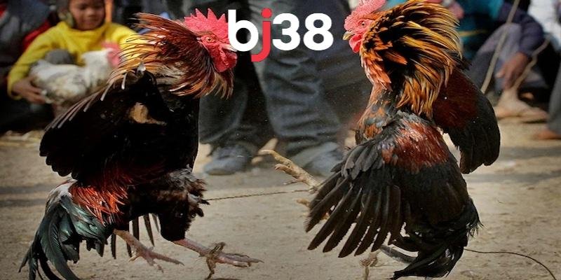 Trang chủ BJ38 đá gà - Uy tín an toàn và chất lượng - BJ38