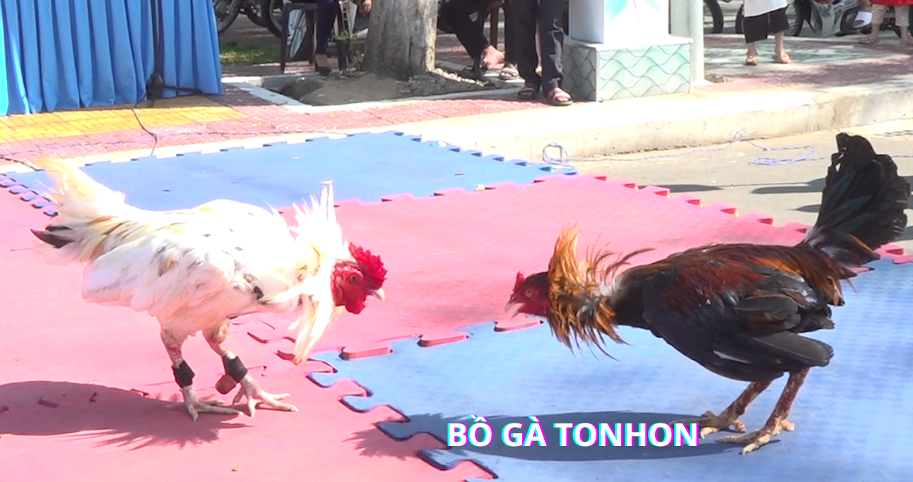 Cách Tham Gia Đăng Ký  Đá Gà Trực Tiếp Tại BJ3888