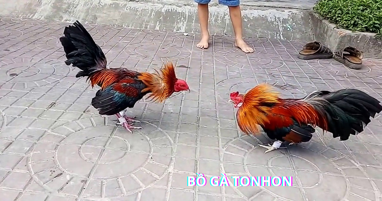 Những Rủi Ro Cần Lưu Ý Khi Cá Cược Đá Gà bj3888